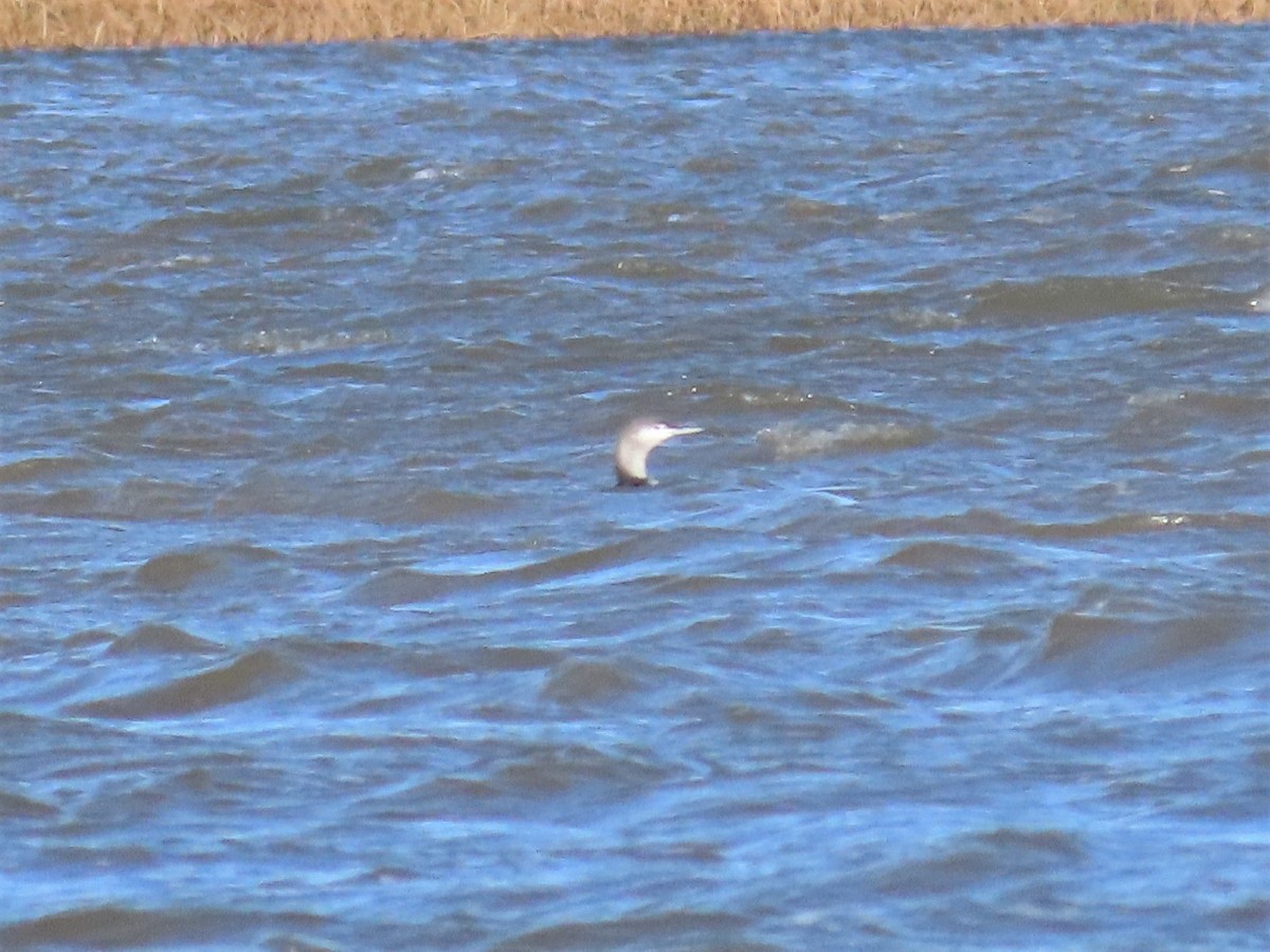 Red-throated Loon - ML383181381