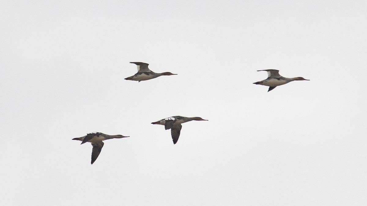 Red-breasted Merganser - R Miller