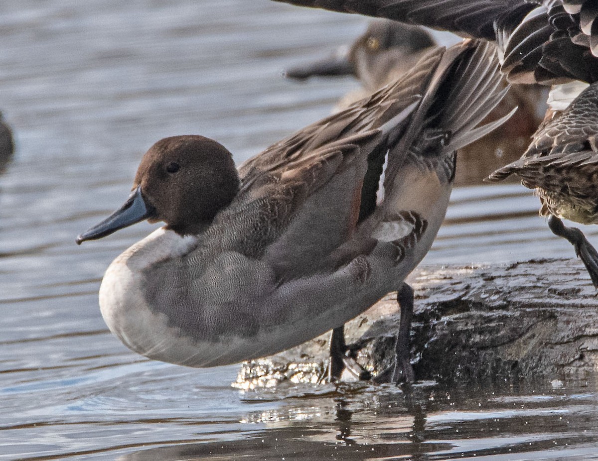 Northern Pintail - Margaret & Fred Parkes