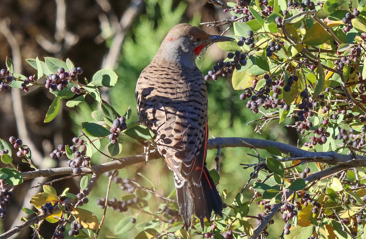 Northern Flicker (Red-shafted) - ML383185111