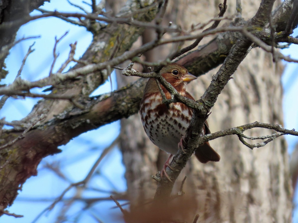 Fox Sparrow - ML383185961