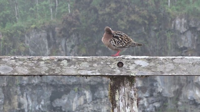 Galapagos Dove - ML383186341