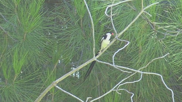 Pin-tailed Whydah - ML383186811