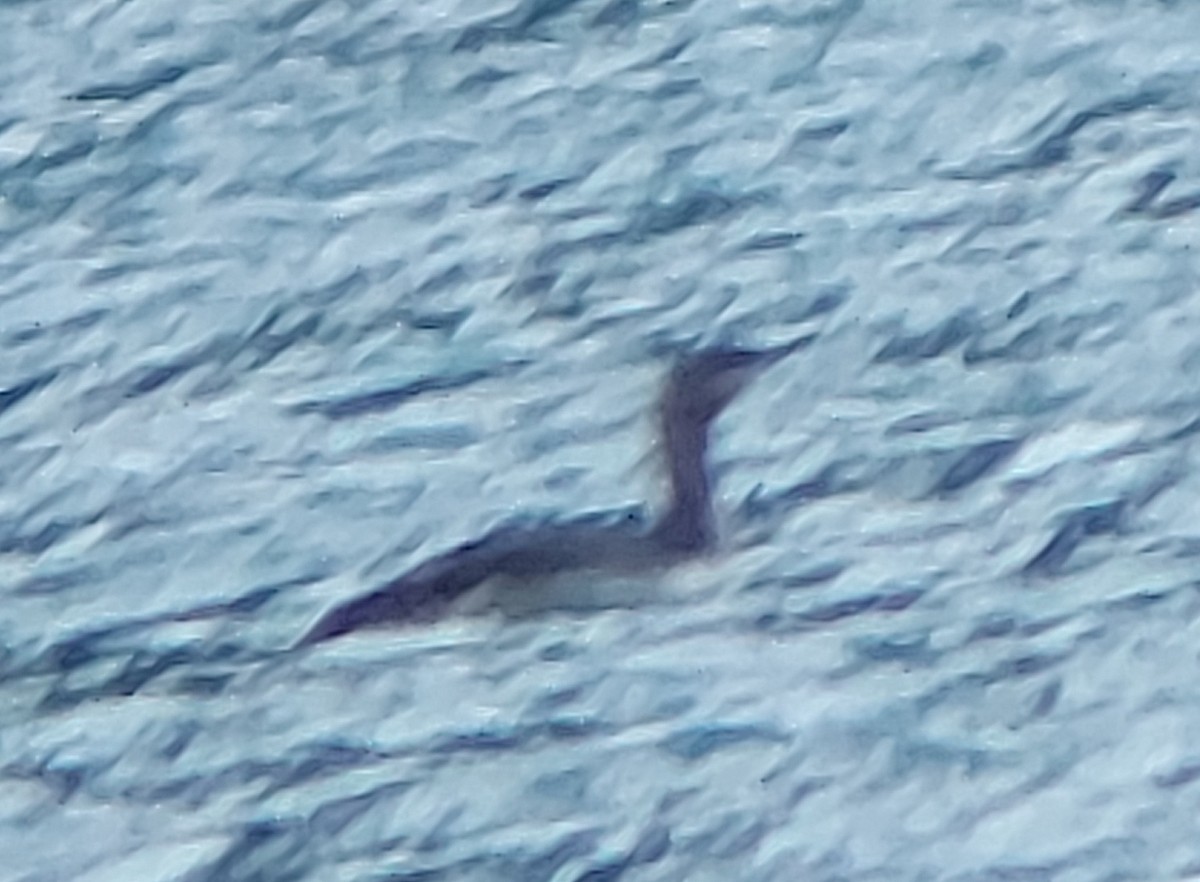 Red-throated Loon - Neil Denton