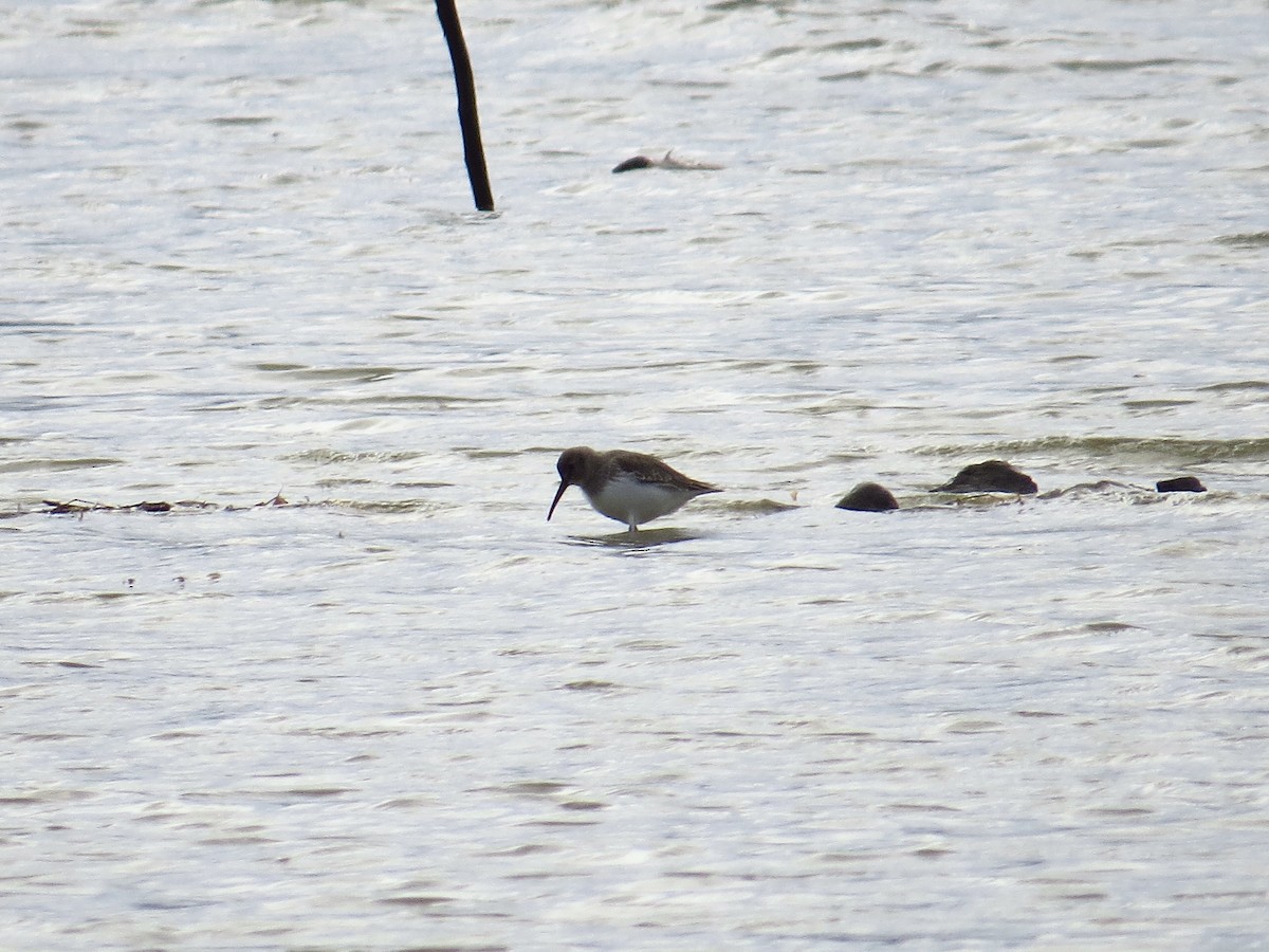 Dunlin - ML383188511