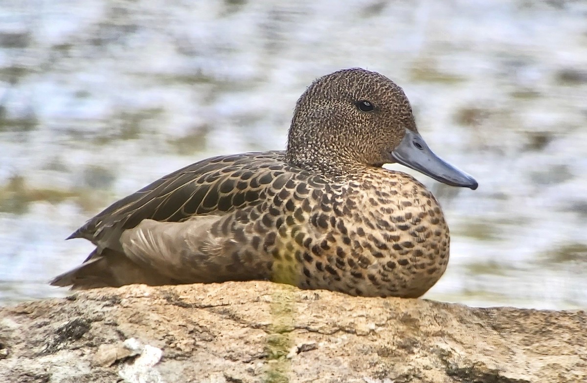 Andean Teal - ML383189191