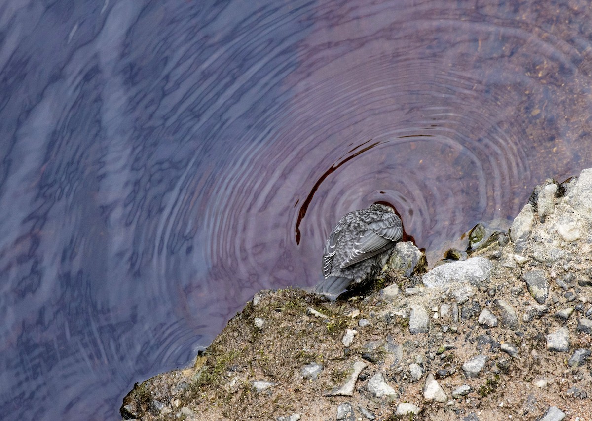 White-throated Dipper - ML383192231