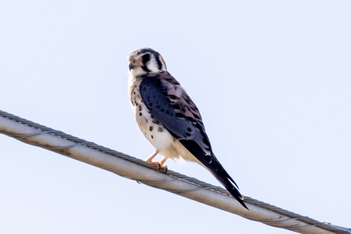 American Kestrel - ML383192531