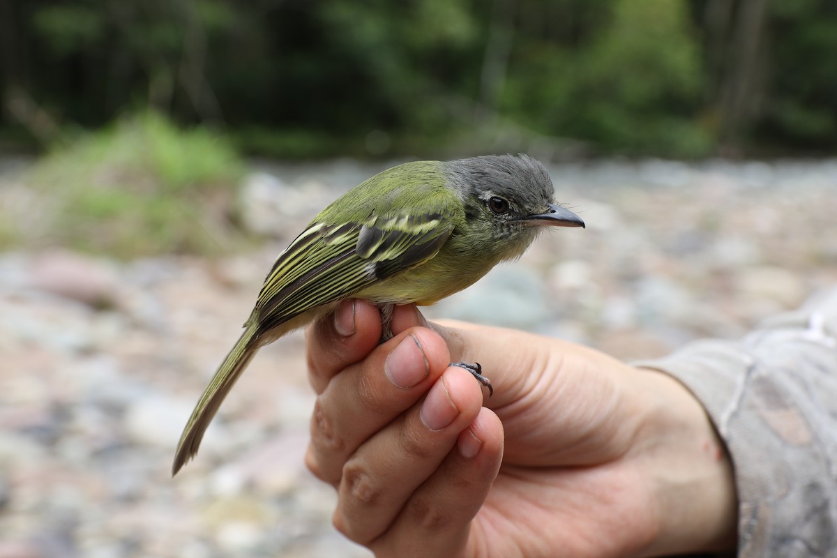 Yellow-olive Flatbill (Andes) - ML38319391