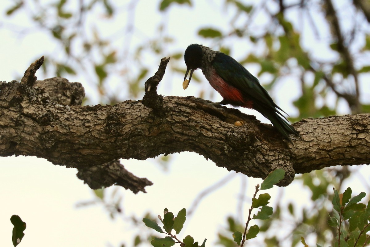 Lewis's Woodpecker - Kaia Colestock
