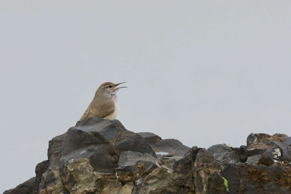 Rock Wren - ML383194841