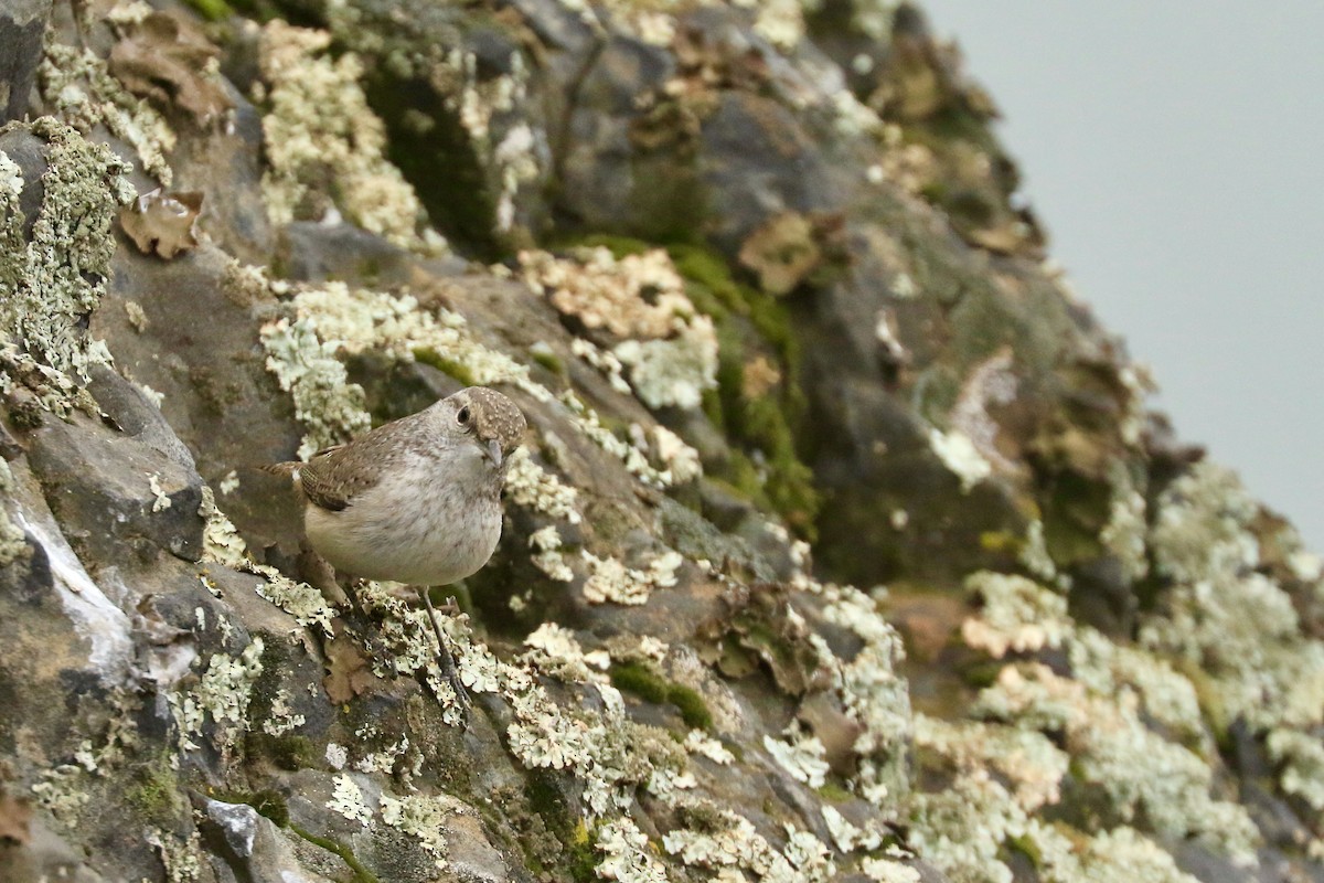 Rock Wren - ML383194871