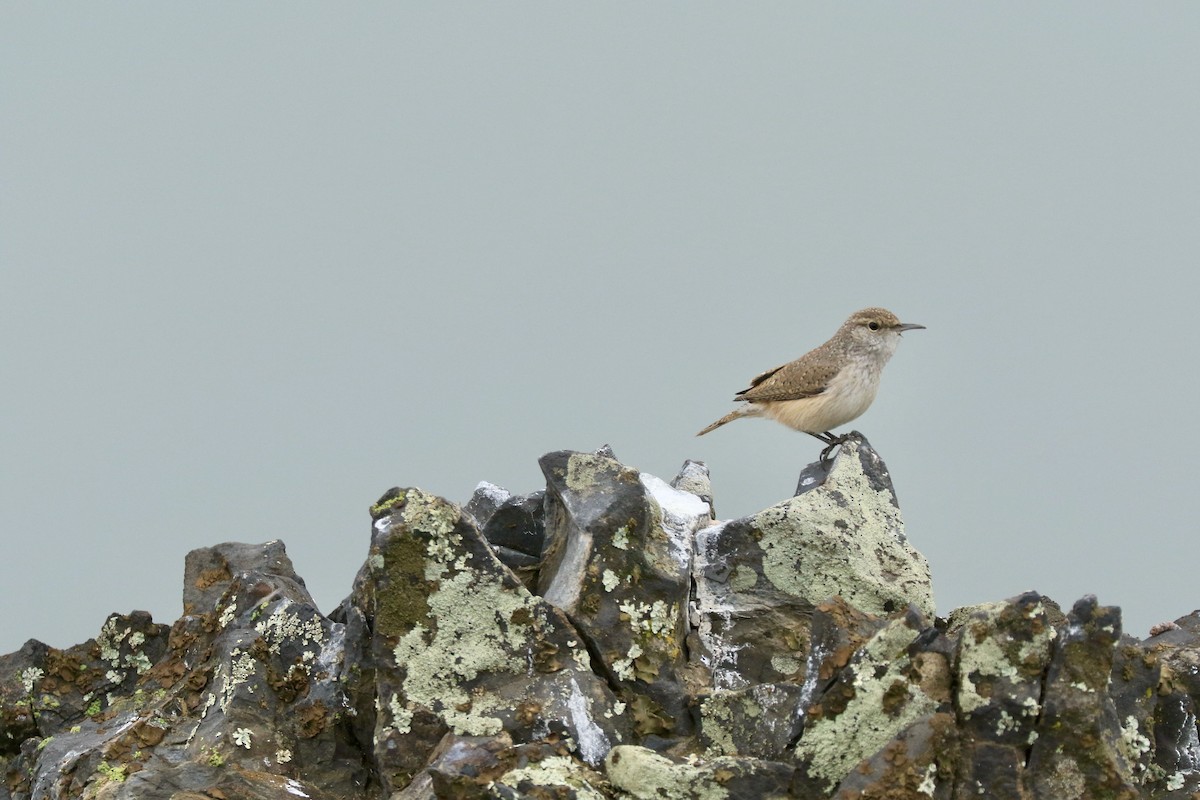 Rock Wren - Kaia Colestock