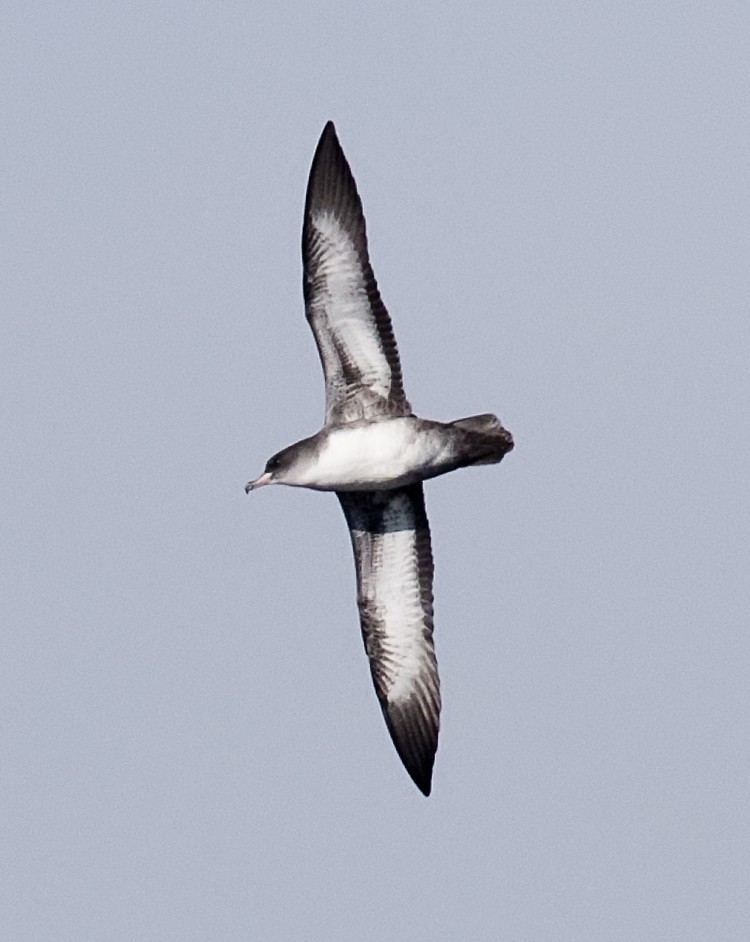 Pink-footed Shearwater - ML383195441