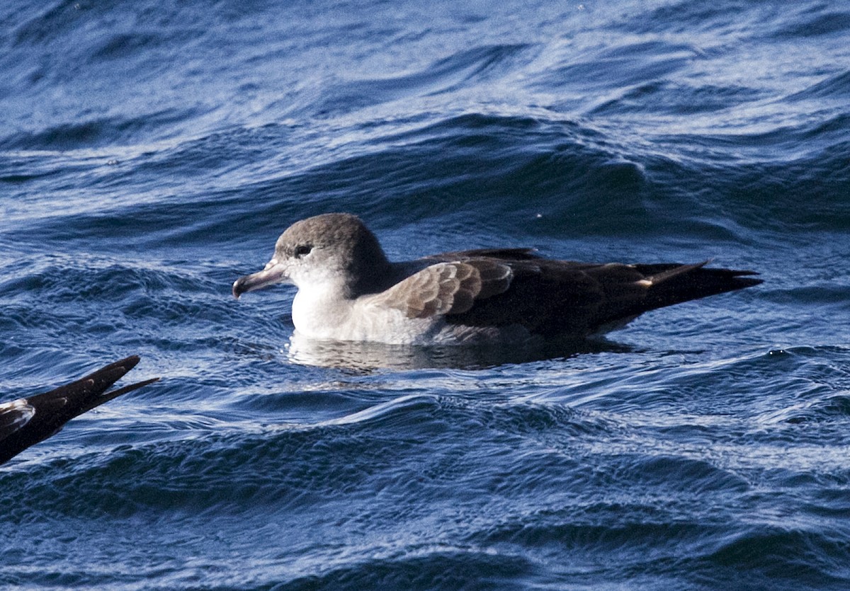 Pink-footed Shearwater - ML383195481