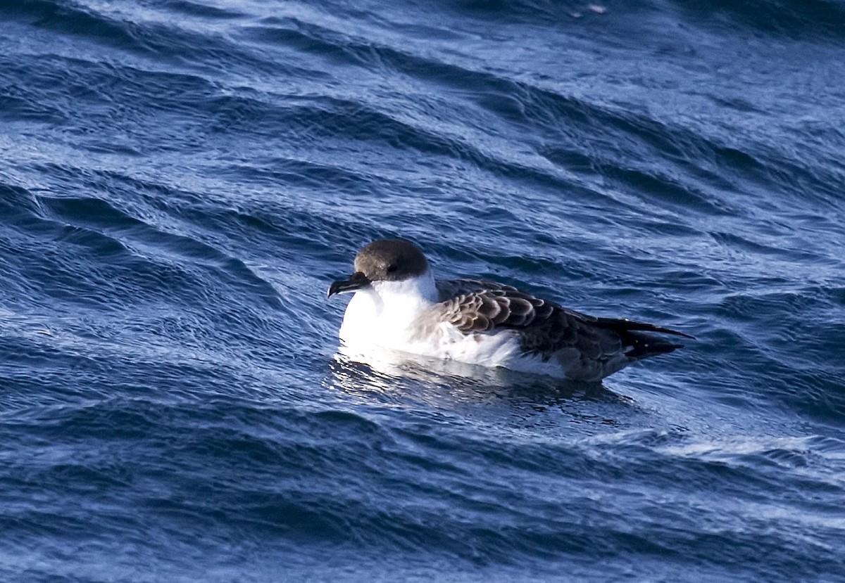 Great Shearwater - ML383195521