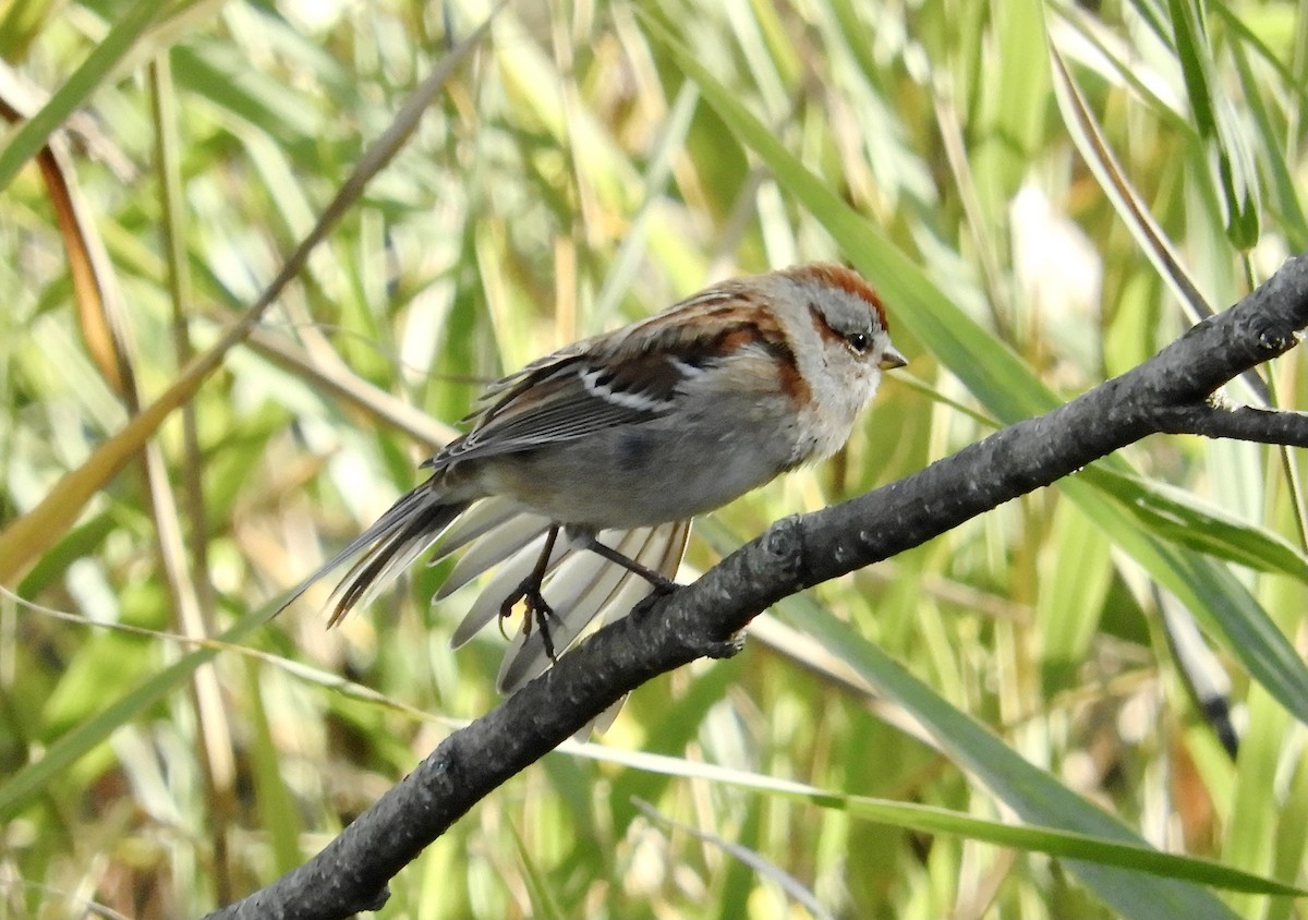 American Tree Sparrow - ML383197241