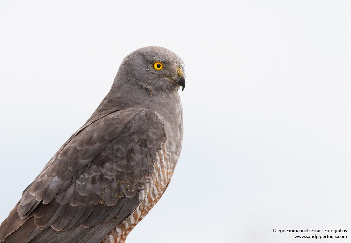 Cinereous Harrier - ML383197391