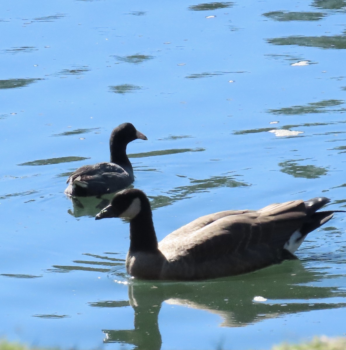 Cackling Goose - ML383198741