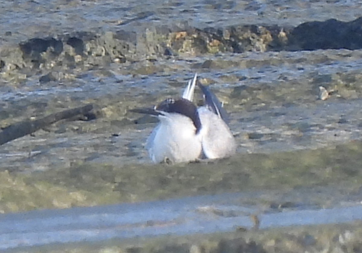 Common Tern - ML383199861