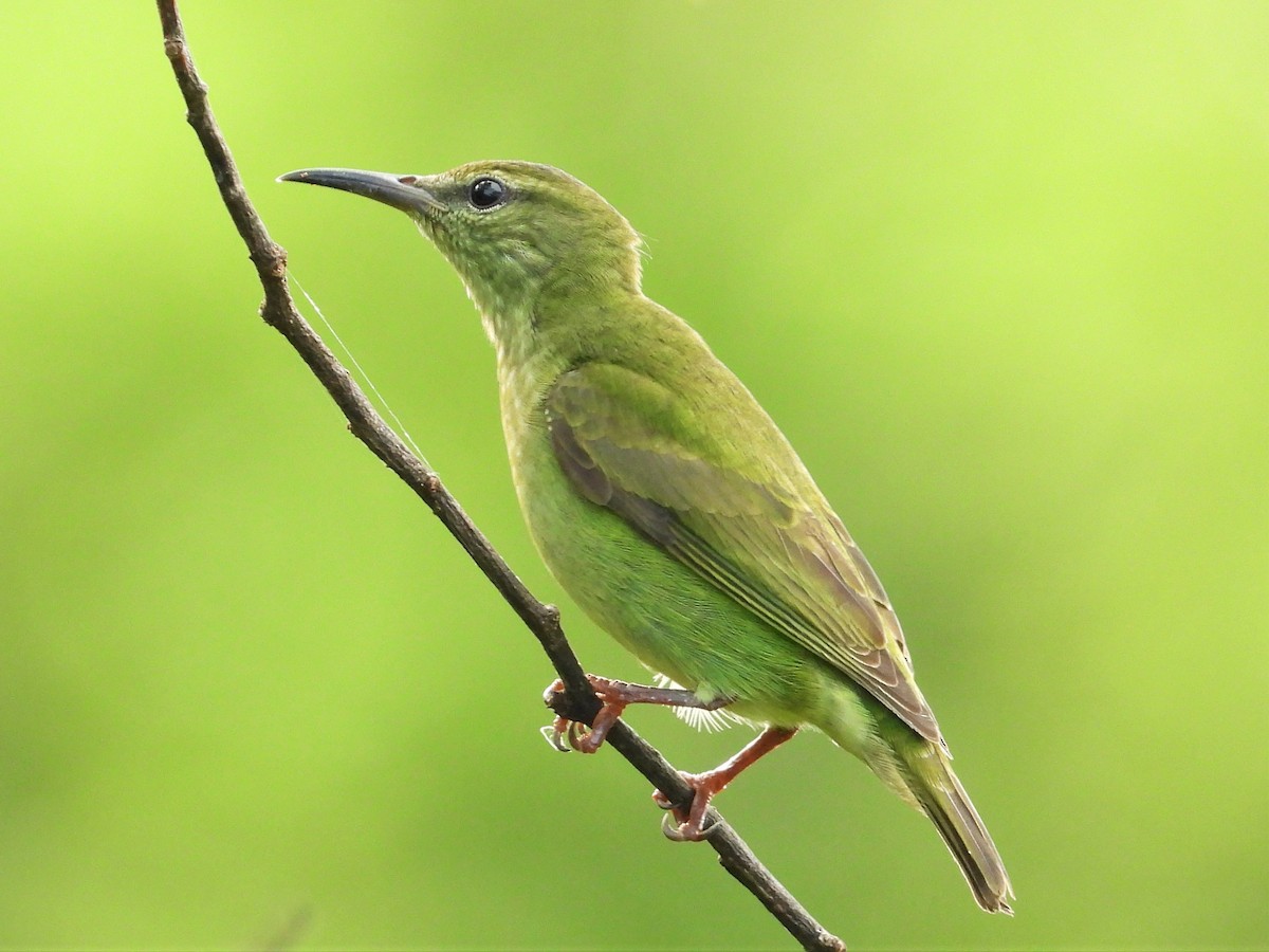 Red-legged Honeycreeper - ML383201051