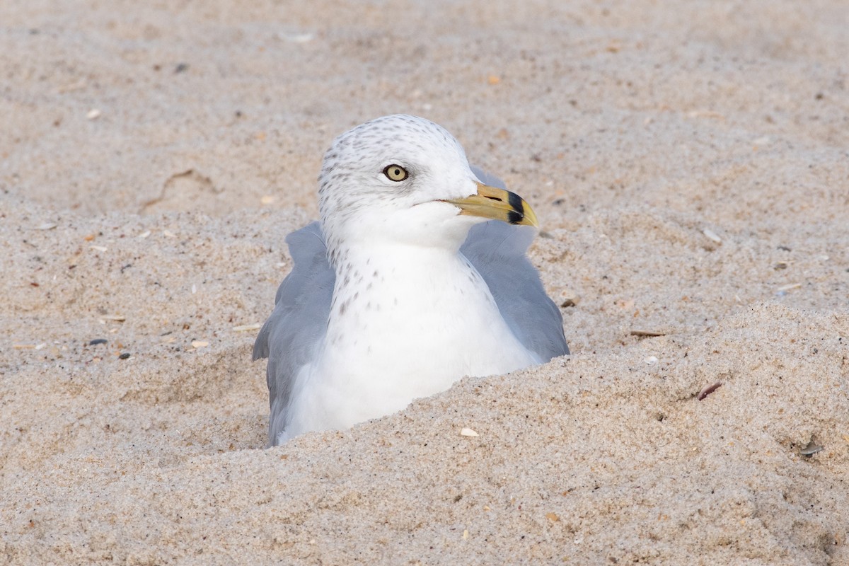 Ring-billed Gull - ML383202481