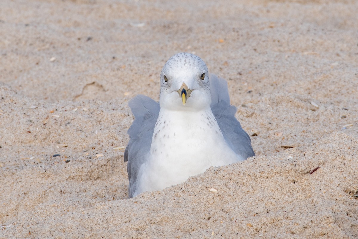 Ring-billed Gull - ML383202491