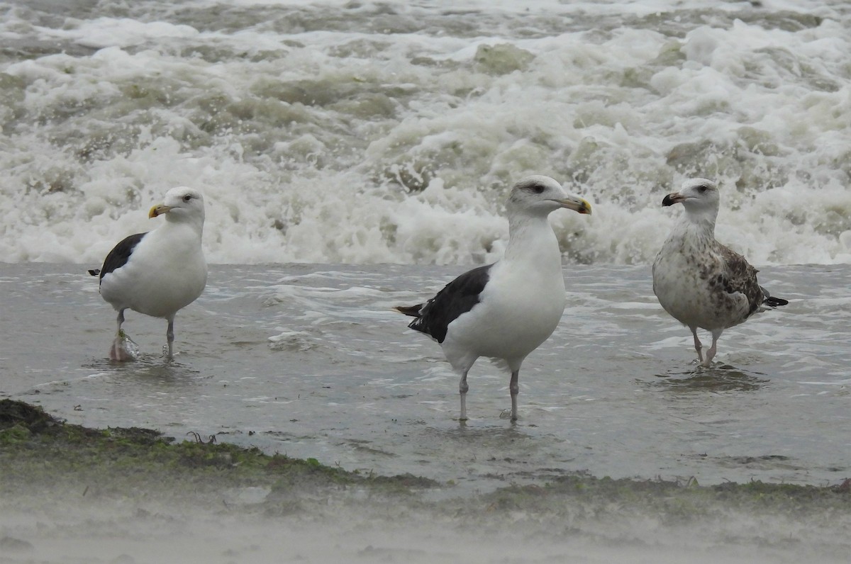 Great Black-backed Gull - ML383205121