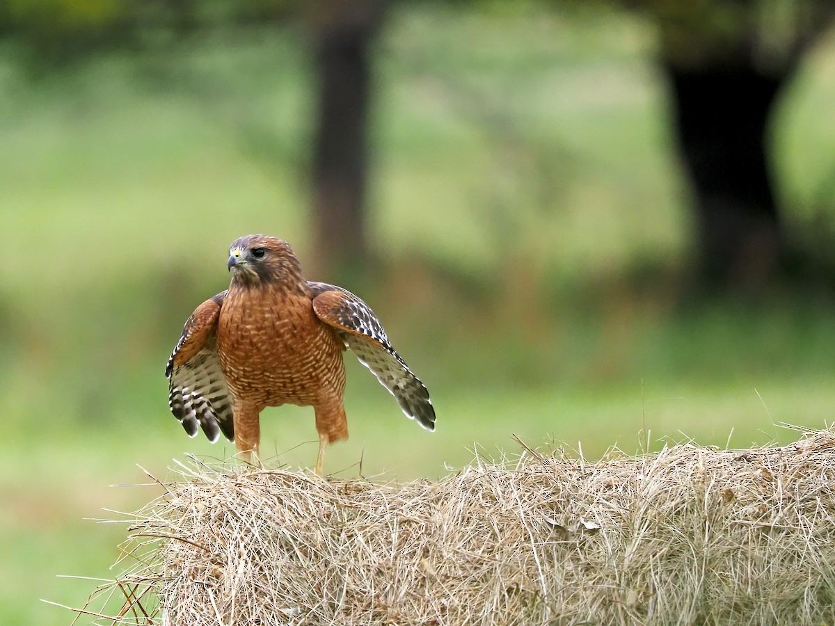 Red-shouldered Hawk - ML383205191