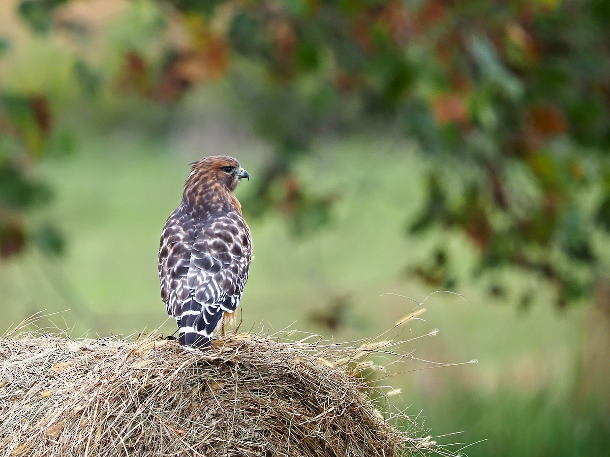 Red-shouldered Hawk - ML383205251