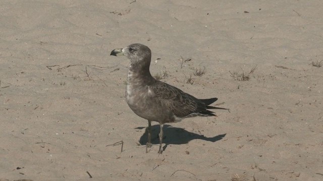 Pacific Gull - ML383207361