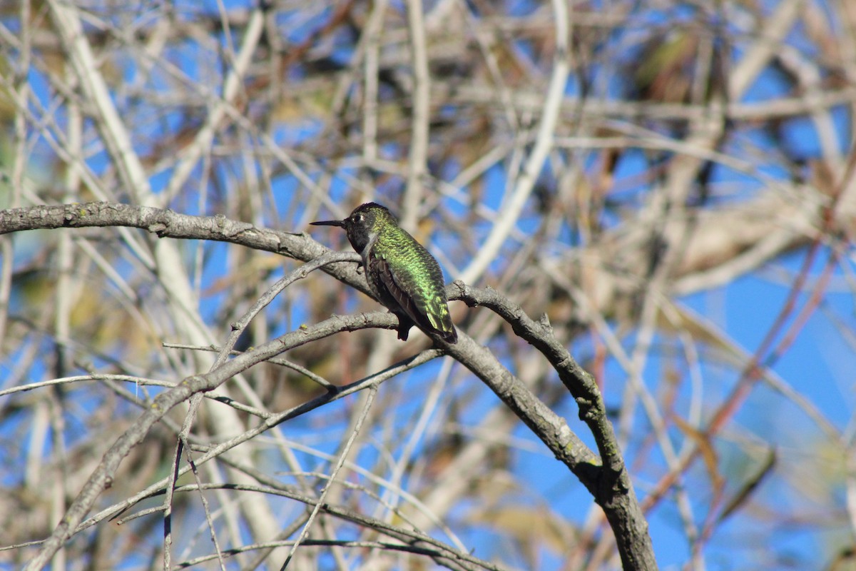 Anna's Hummingbird - Matthew Keenan