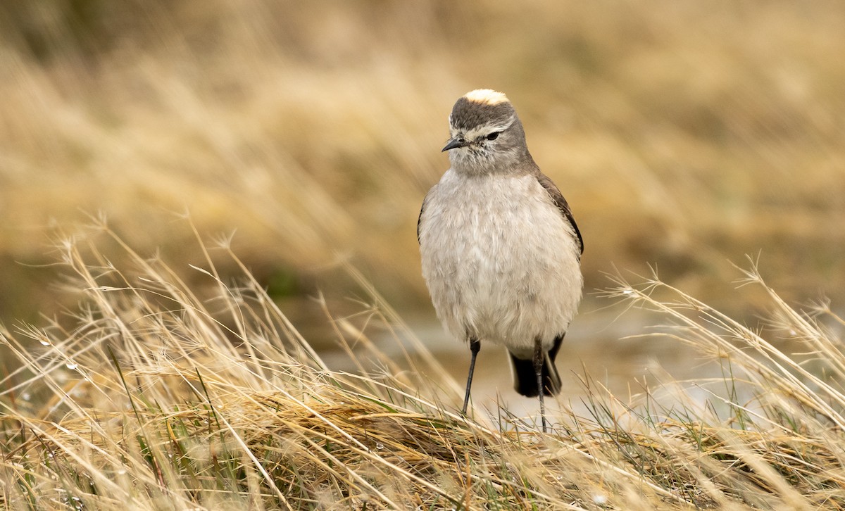 Ochre-naped Ground-Tyrant - ML383209281