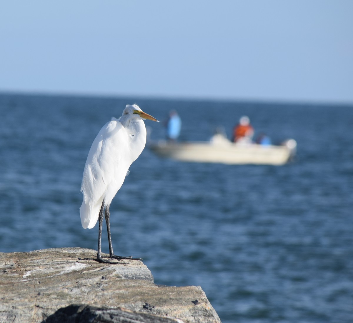 Great Egret - ML383210011