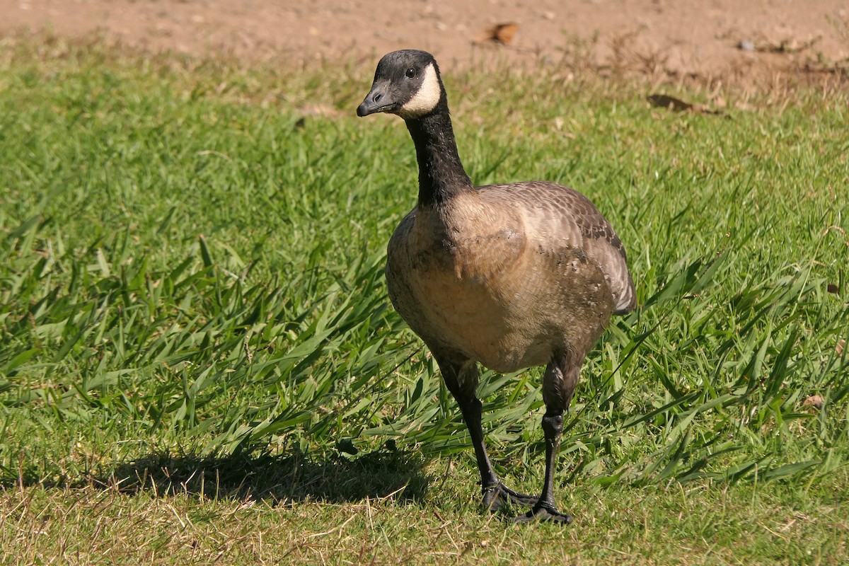 Cackling Goose - ML383210331