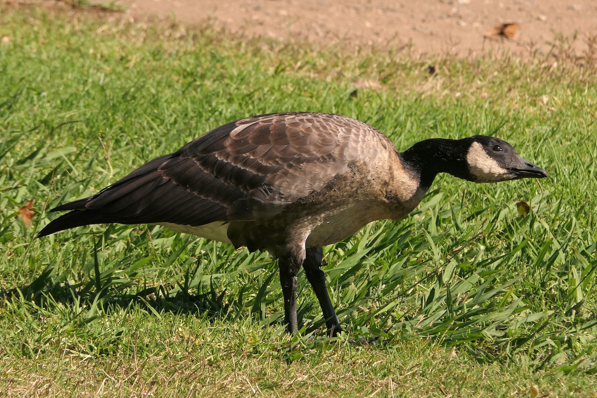 シジュウカラガン - ML383210431