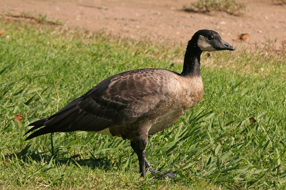 Cackling Goose - ML383210571