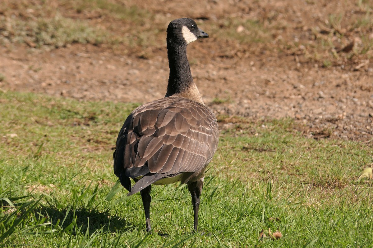 Cackling Goose - ML383210741