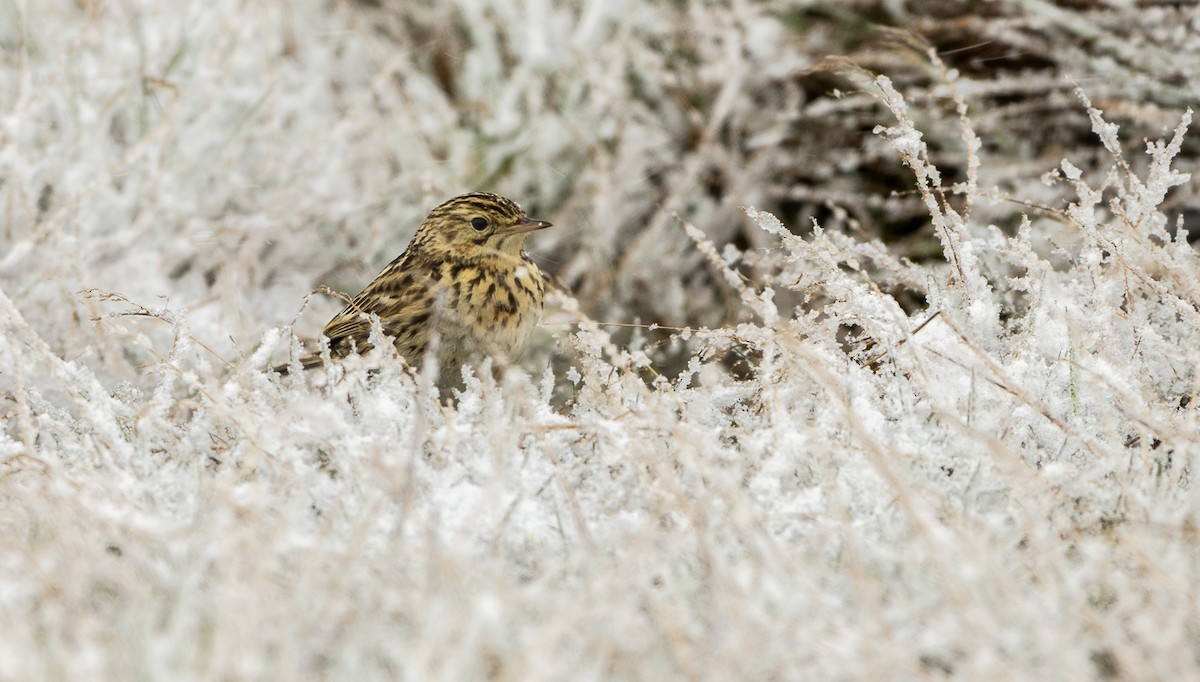 Correndera Pipit - Jorge Lopez Moreno