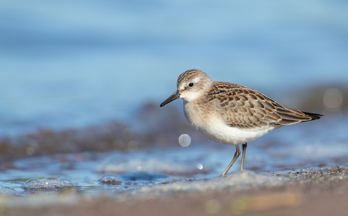 Semipalmated Sandpiper - Ian Davies