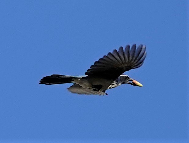 California Scrub-Jay - ML383212611