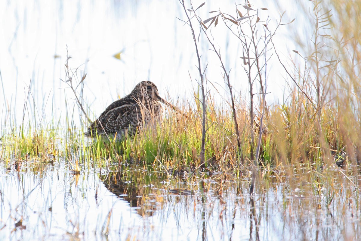 Pantanal Snipe - ML383212621