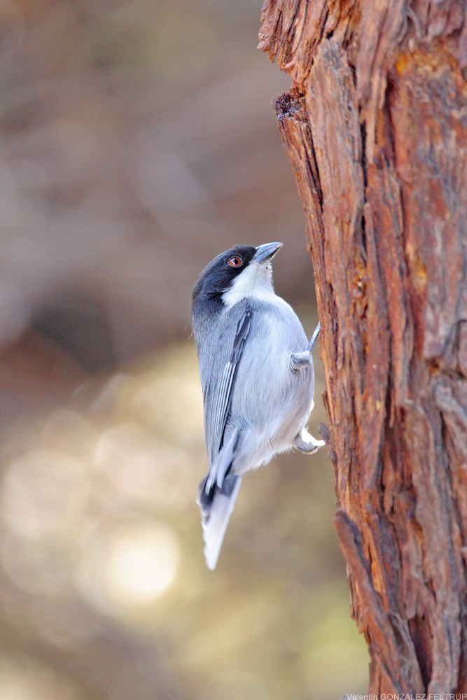 Black-capped Warbling Finch - ML383212911