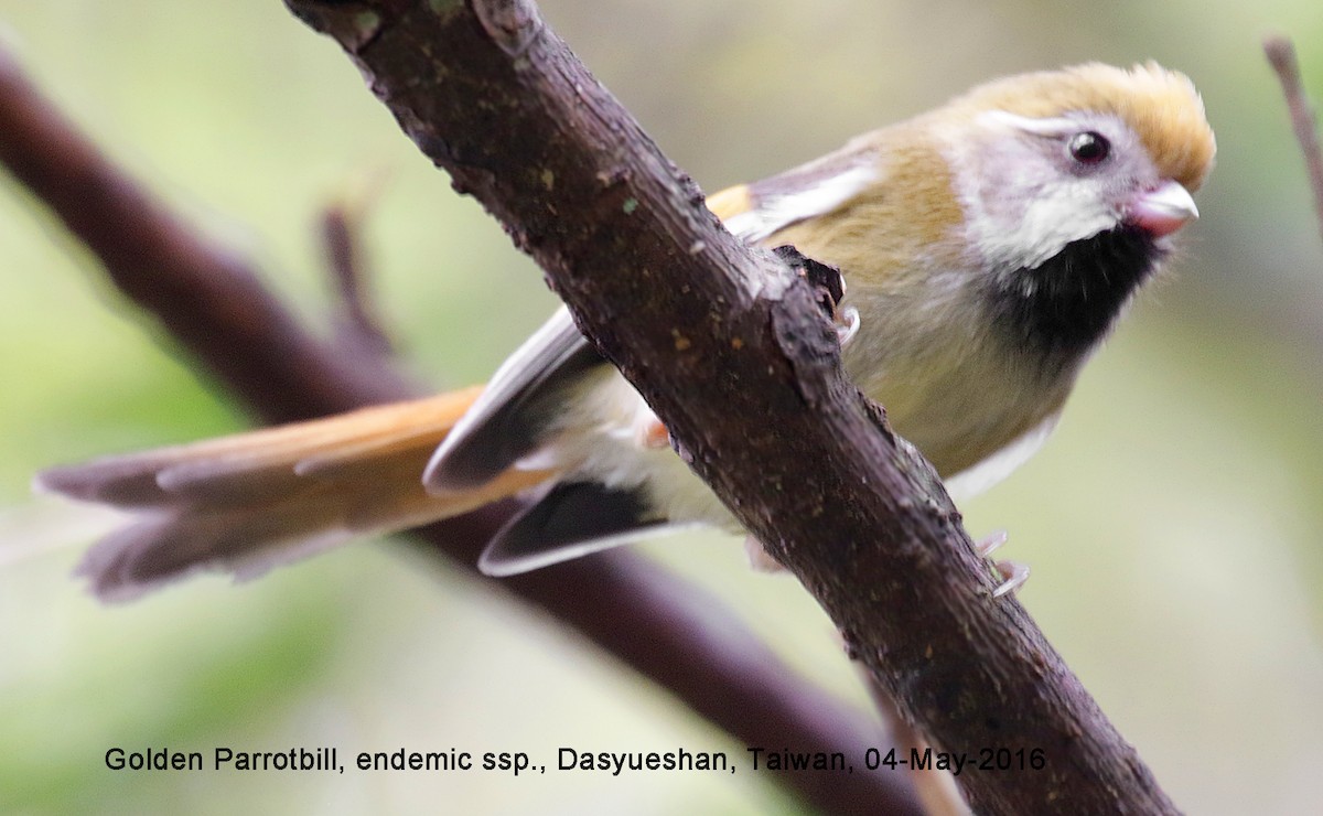 Golden Parrotbill - ML38321311