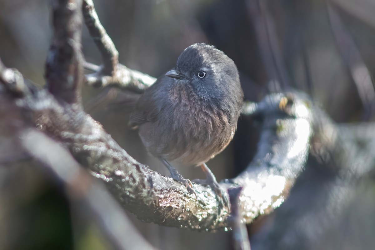 Wrentit - ML383217301