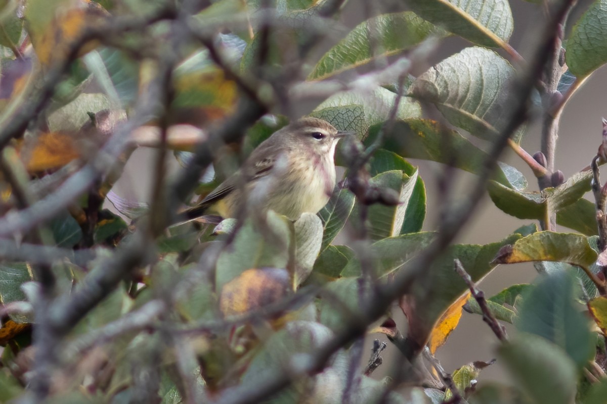 Palm Warbler - ML383217341