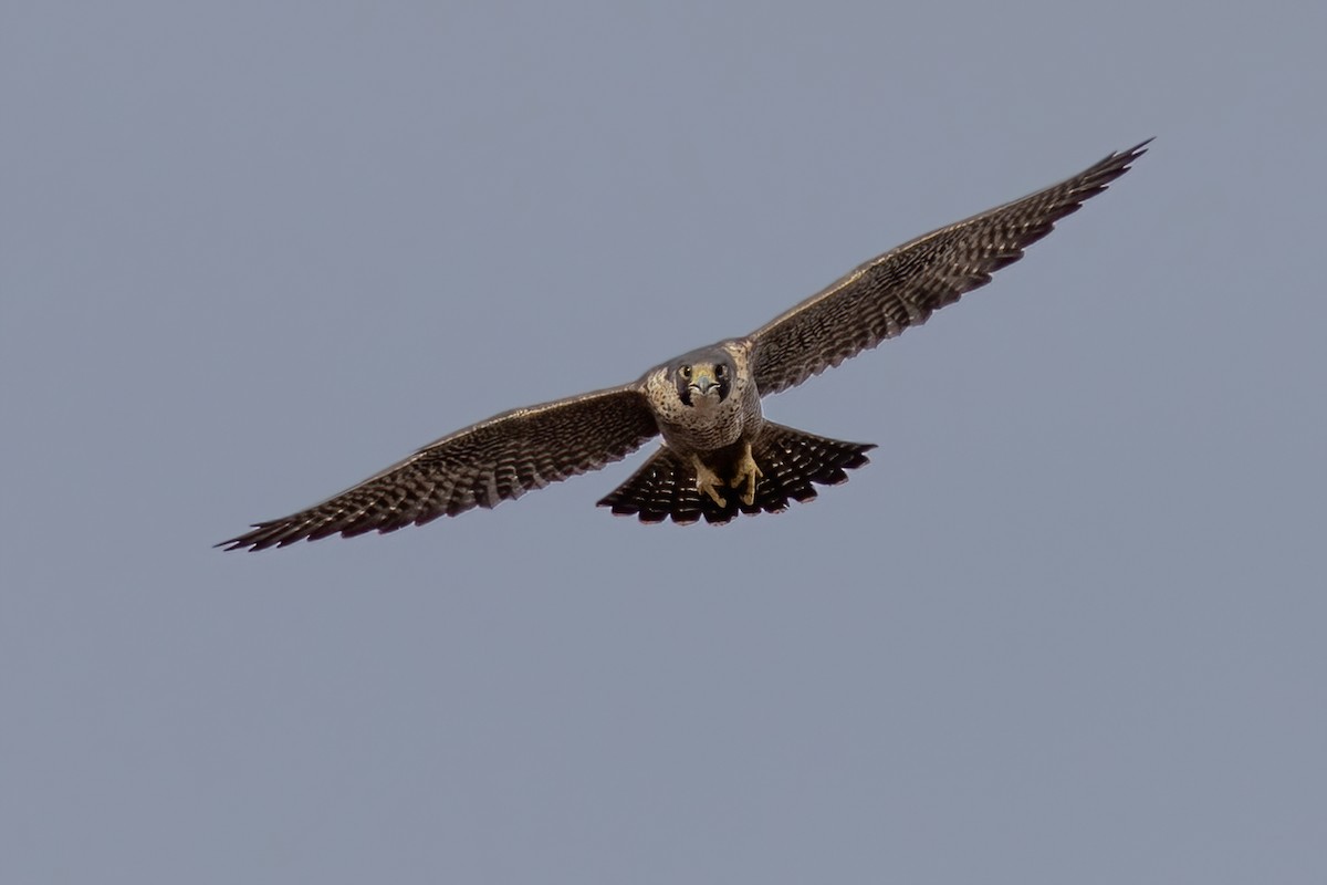 Peregrine Falcon - ML383217411