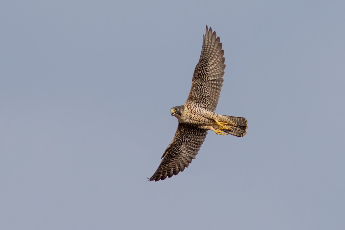 Peregrine Falcon - ML383217451