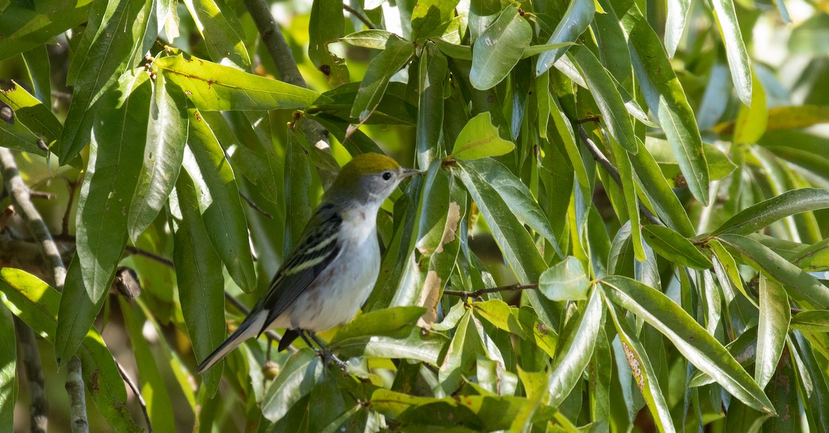 Chestnut-sided Warbler - Sanjay Karanth