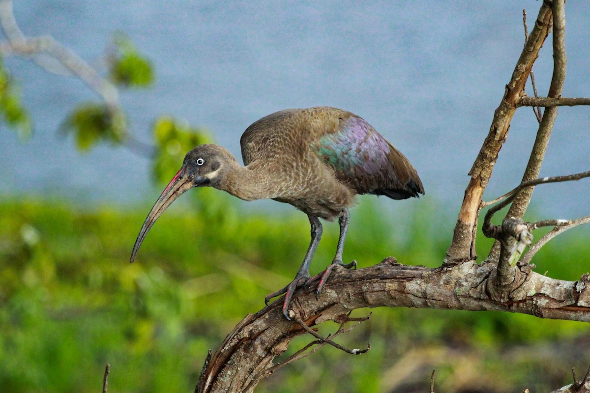 Ibis Hadada - ML383220321